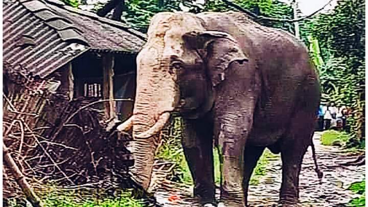 A young woman met a tragic end after being attacked by a wild elephant in Attapadi